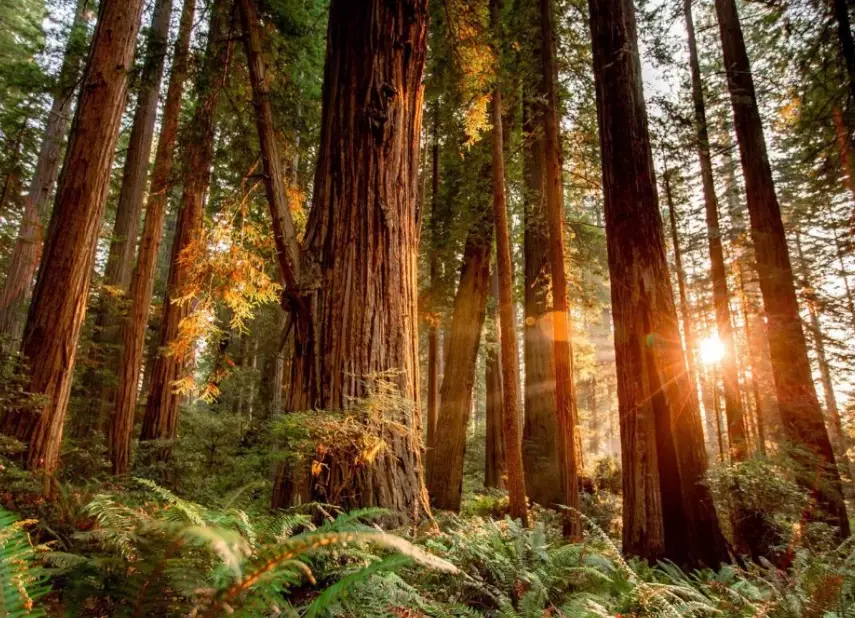 Redwood National Park camping