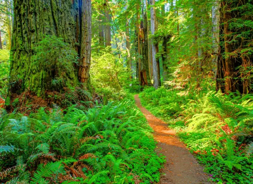 Redwood National Park travel guide