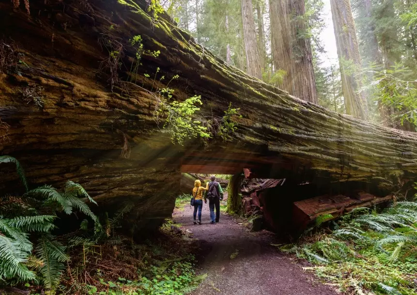 Redwood National Park hikes