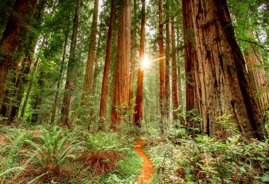 Redwood National Park camping