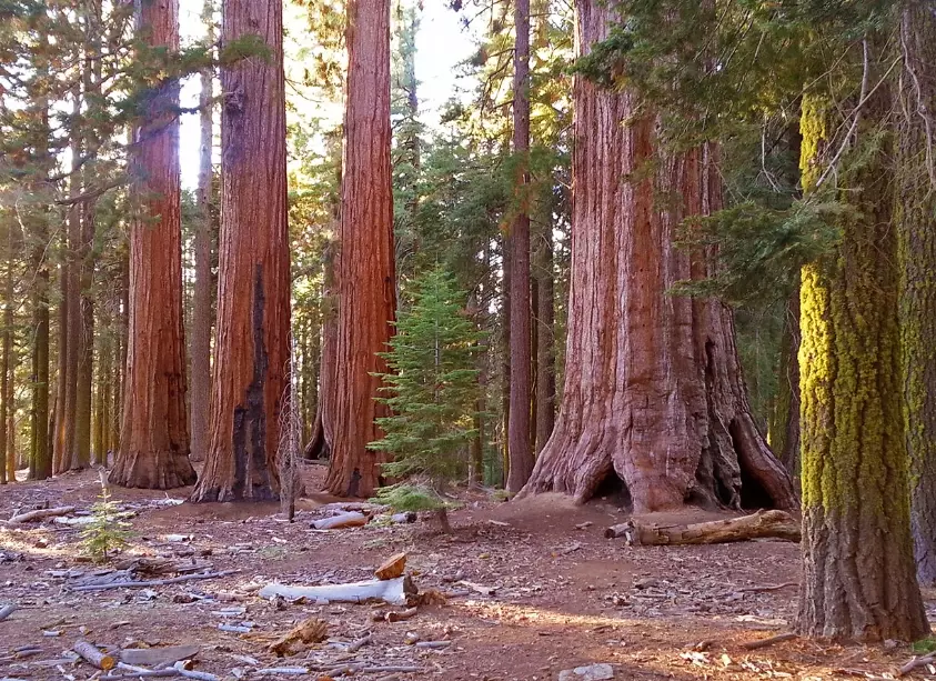 Redwood National Park travel guide
