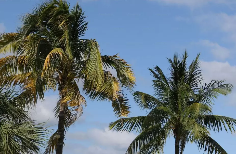 orlando crowd calendar