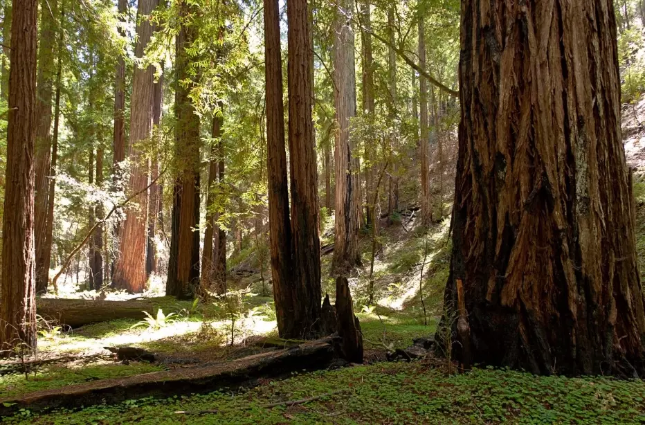 things to do for couples in California