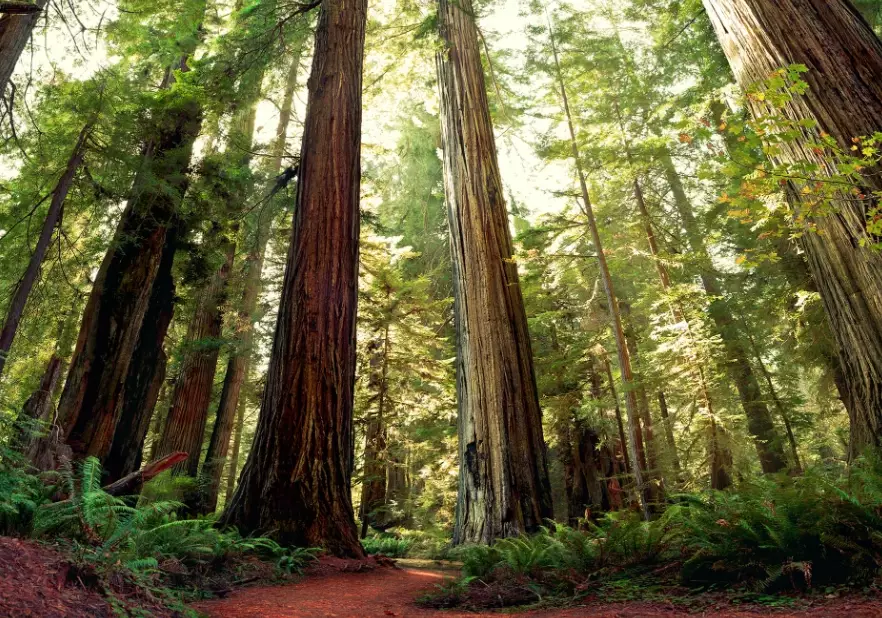 California couple activities